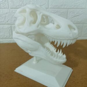 craneo de tyrannosaurus rex (t rex)